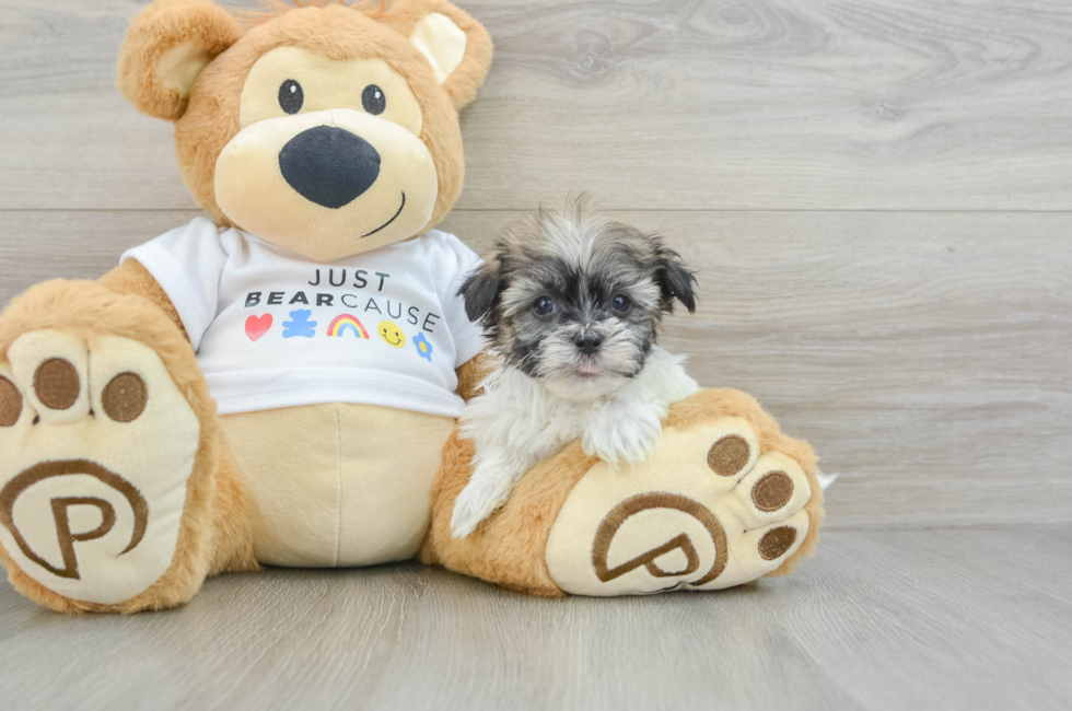 6 week old Havanese Puppy For Sale - Simply Southern Pups