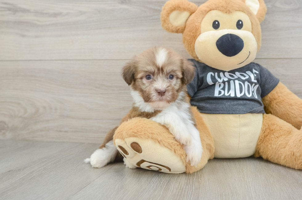6 week old Havanese Puppy For Sale - Simply Southern Pups