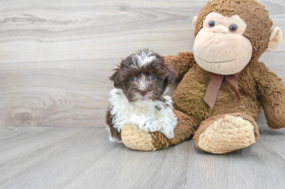 6 week old Havanese Puppy For Sale - Simply Southern Pups