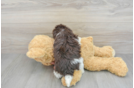 Little Havanese Purebred Pup