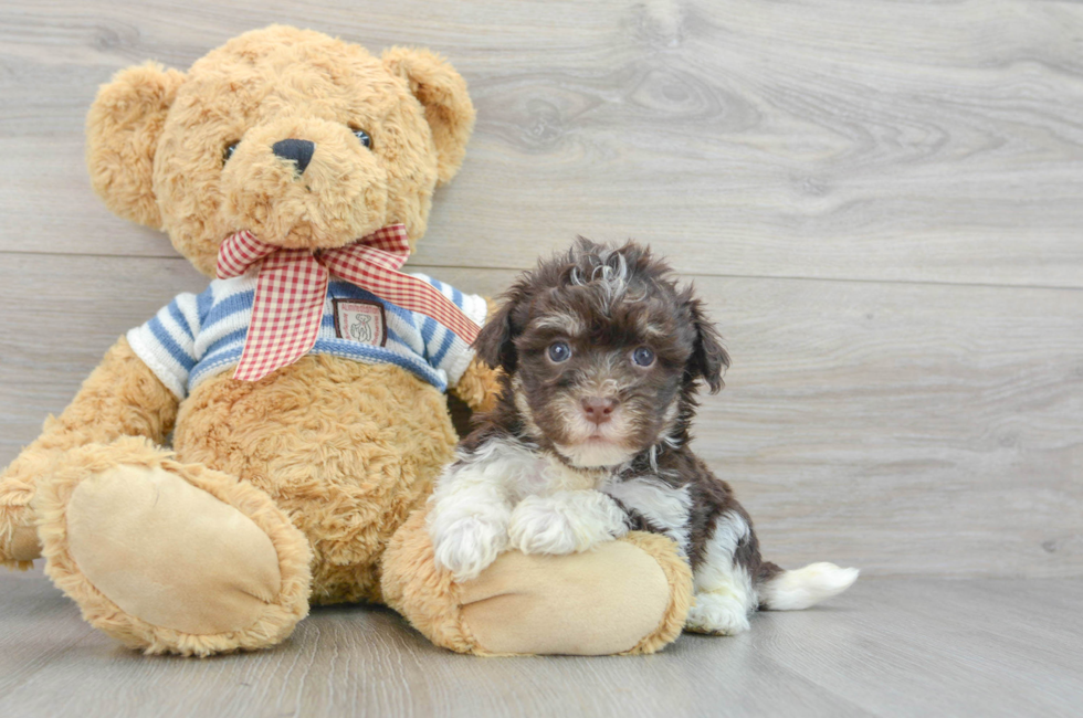 6 week old Havanese Puppy For Sale - Simply Southern Pups