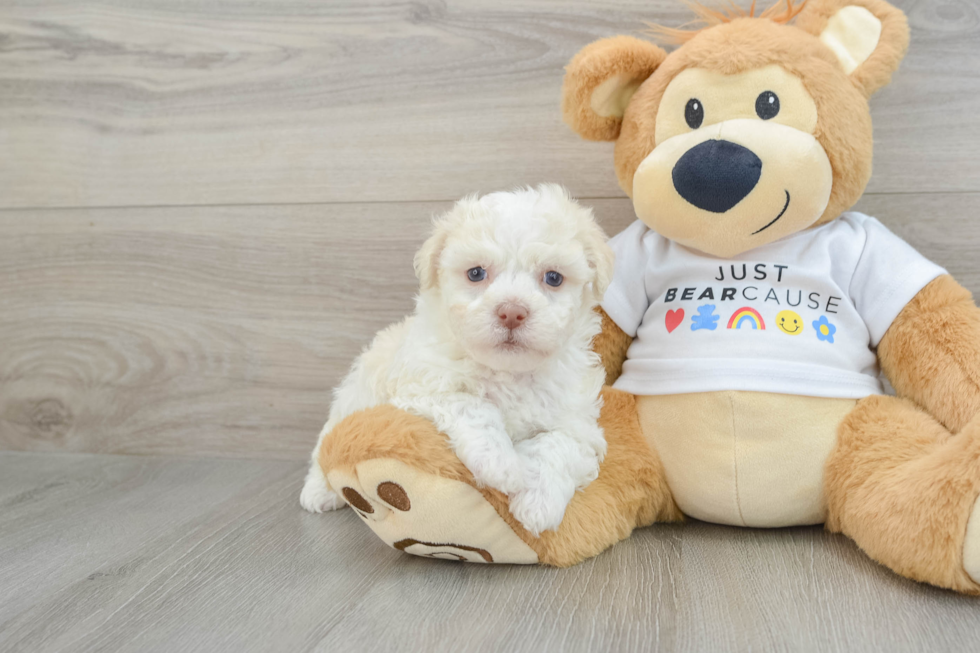 Havanese Pup Being Cute