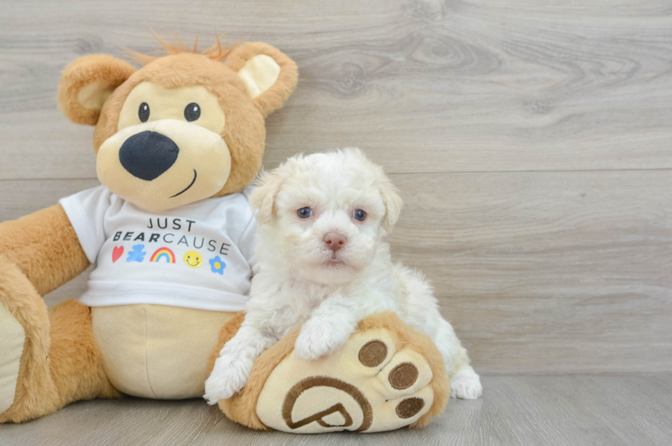 6 week old Havanese Puppy For Sale - Simply Southern Pups