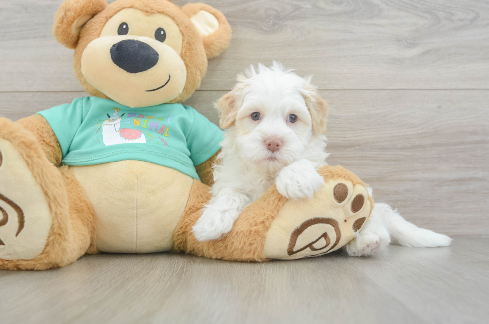 5 week old Havanese Puppy For Sale - Simply Southern Pups