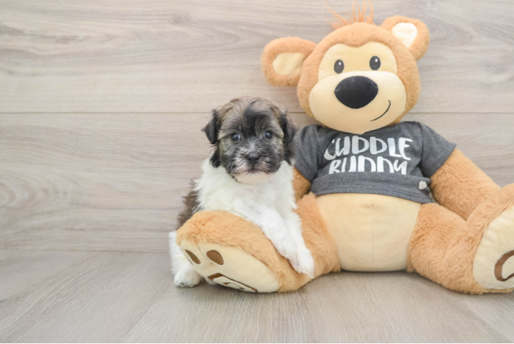 Playful Havanese Purebred Pup