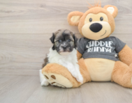 5 week old Havanese Puppy For Sale - Simply Southern Pups