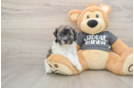 Playful Havanese Purebred Pup