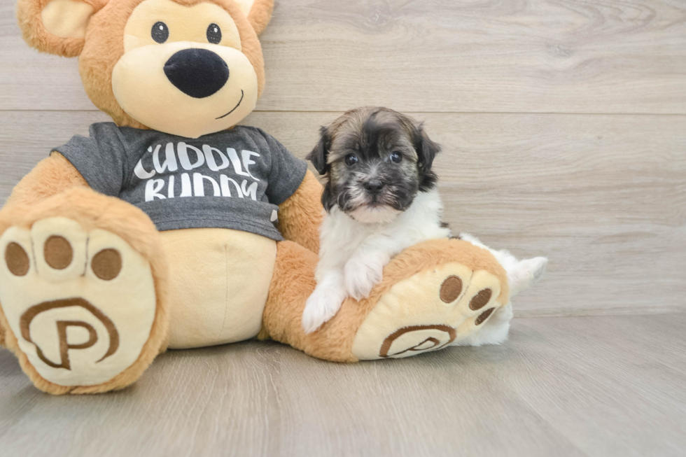 Akc Registered Havanese Baby