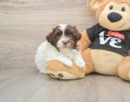 6 week old Havanese Puppy For Sale - Simply Southern Pups