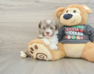 5 week old Havanese Puppy For Sale - Simply Southern Pups