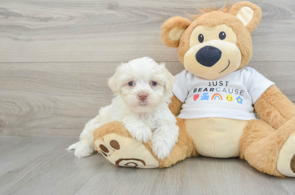 6 week old Havanese Puppy For Sale - Simply Southern Pups