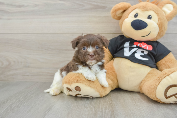 Happy Havaneser Purebred Puppy