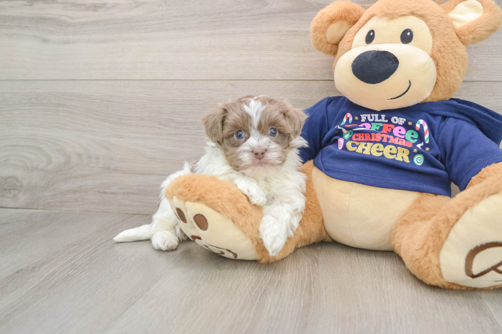 Sweet Havanezer Purebred Puppy