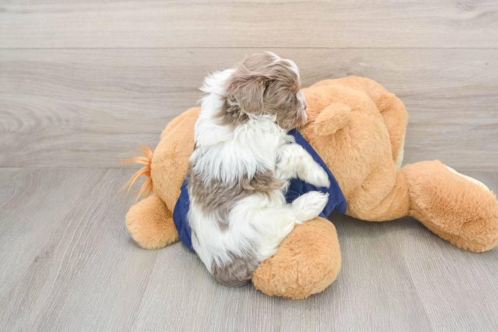 Adorable Havaneser Purebred Puppy