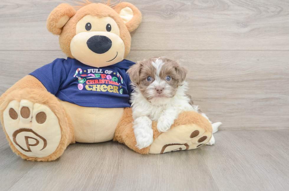 5 week old Havanese Puppy For Sale - Simply Southern Pups