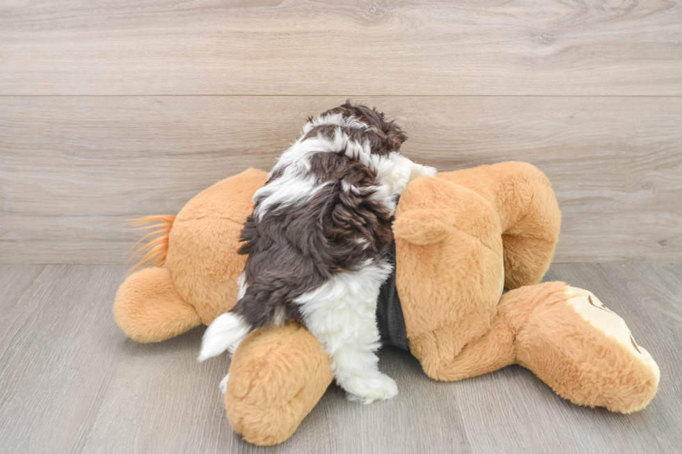 Havanese Puppy for Adoption