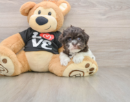 7 week old Havanese Puppy For Sale - Simply Southern Pups