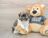 5 week old Havanese Puppy For Sale - Simply Southern Pups