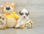 6 week old Havanese Puppy For Sale - Simply Southern Pups