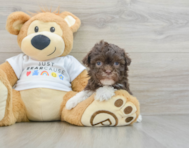 8 week old Havanese Puppy For Sale - Simply Southern Pups