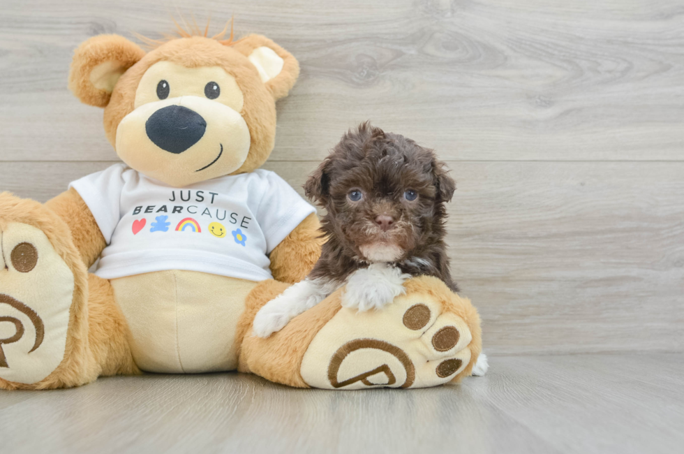 9 week old Havanese Puppy For Sale - Simply Southern Pups