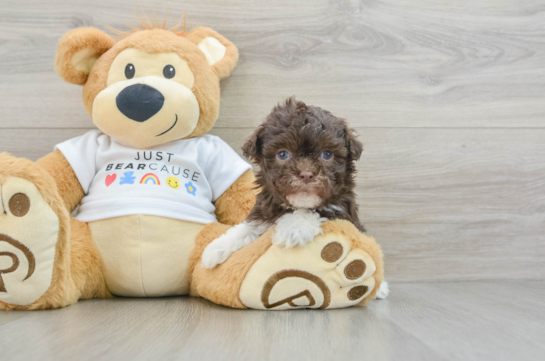 Energetic Bichon Havanes Purebred Puppy