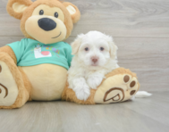 7 week old Havanese Puppy For Sale - Simply Southern Pups