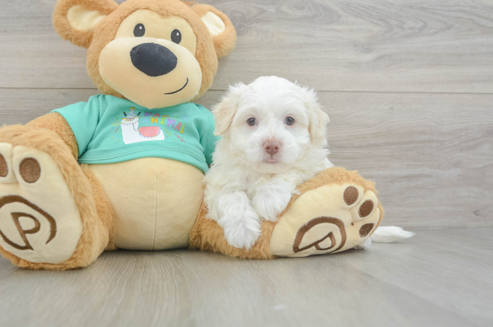 5 week old Havanese Puppy For Sale - Simply Southern Pups