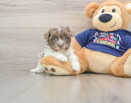 6 week old Havanese Puppy For Sale - Simply Southern Pups