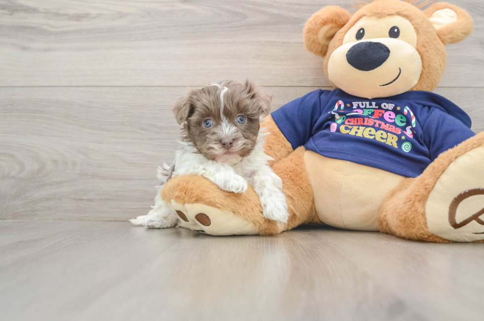 5 week old Havanese Puppy For Sale - Simply Southern Pups