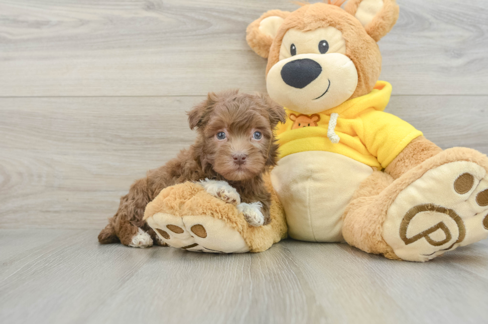 6 week old Havanese Puppy For Sale - Simply Southern Pups