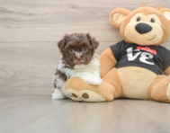 6 week old Havanese Puppy For Sale - Simply Southern Pups