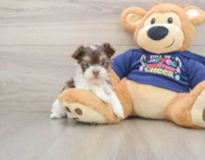 6 week old Havanese Puppy For Sale - Simply Southern Pups