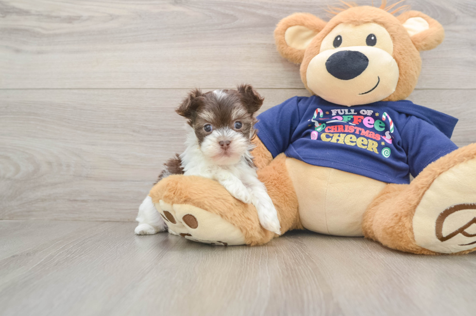 5 week old Havanese Puppy For Sale - Simply Southern Pups