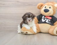 7 week old Havanese Puppy For Sale - Simply Southern Pups