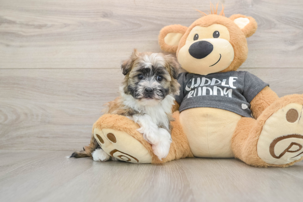 Best Havanese Baby