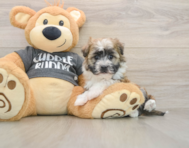 5 week old Havanese Puppy For Sale - Simply Southern Pups