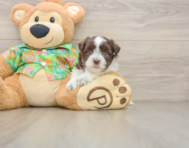 5 week old Havanese Puppy For Sale - Simply Southern Pups