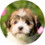 Havanese Puppy For Sale - Simply Southern Pups