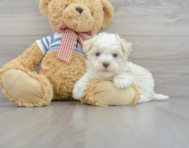 8 week old Havanese Puppy For Sale - Simply Southern Pups