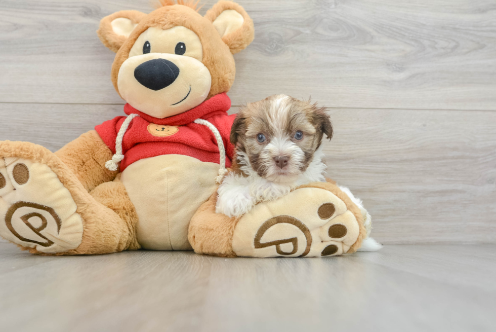 Hypoallergenic Havanese Baby