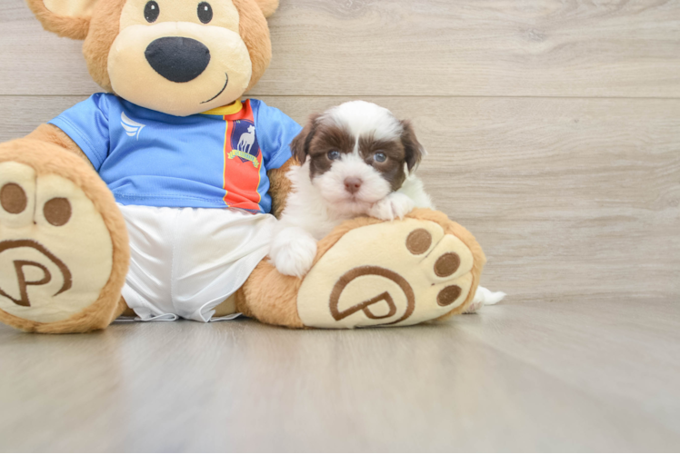 Sweet Havanese Cuban Bichon Purebred Puppy