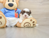 6 week old Havanese Puppy For Sale - Simply Southern Pups