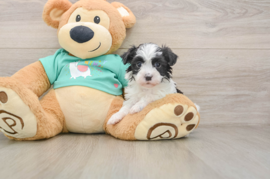Havanese Pup Being Cute