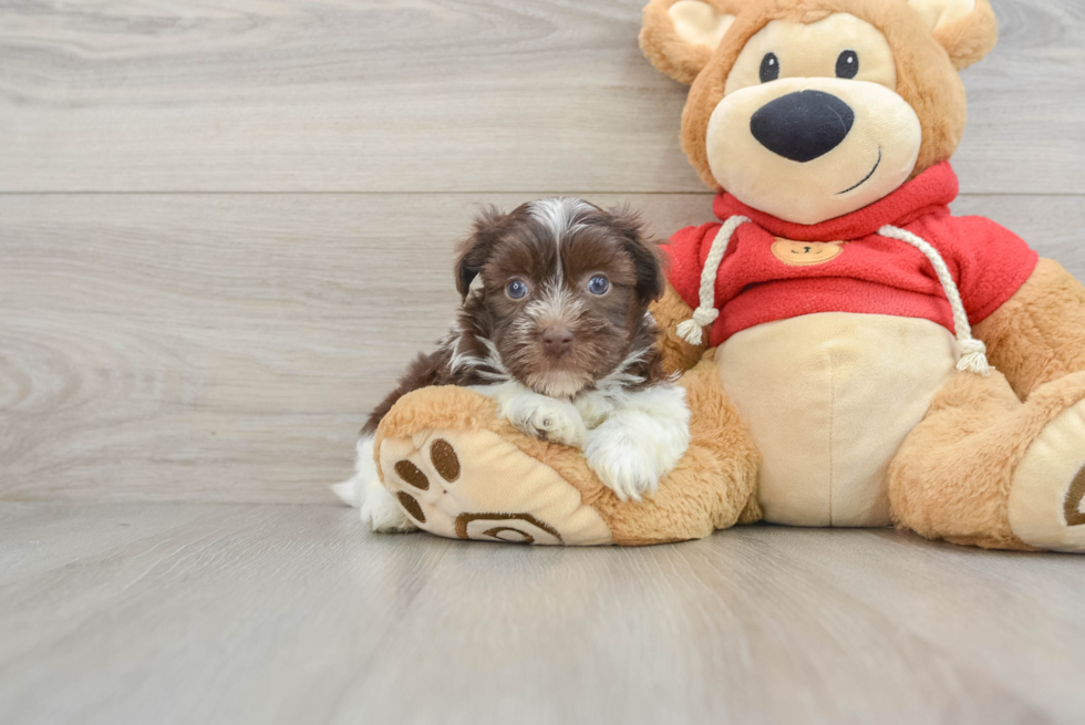 Akc Registered Havanese Baby