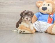 8 week old Havanese Puppy For Sale - Simply Southern Pups