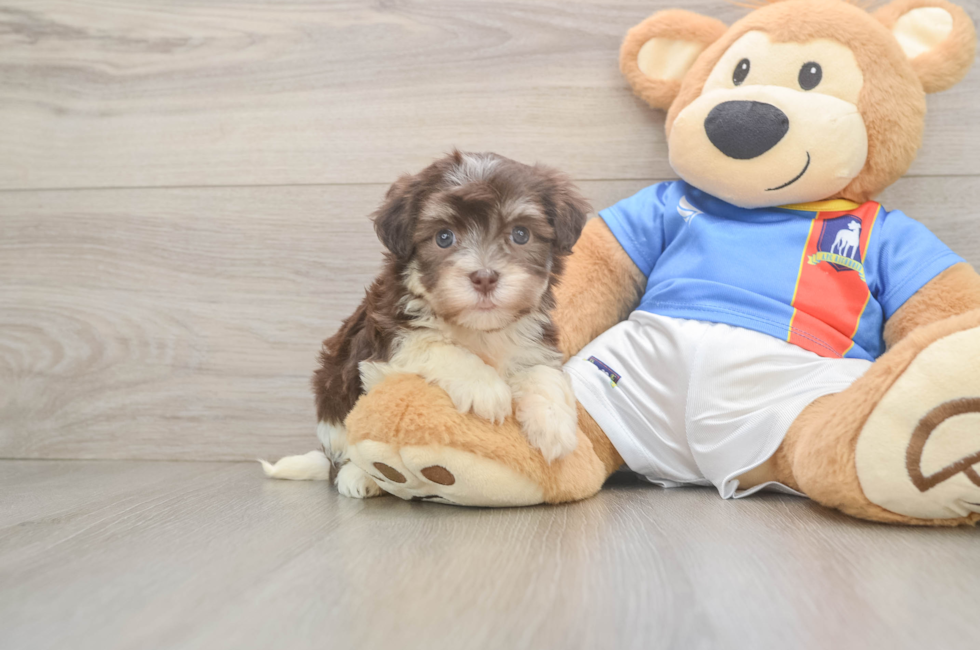 7 week old Havanese Puppy For Sale - Simply Southern Pups