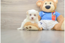 Best Havanese Baby
