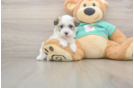 Playful Havanese Baby