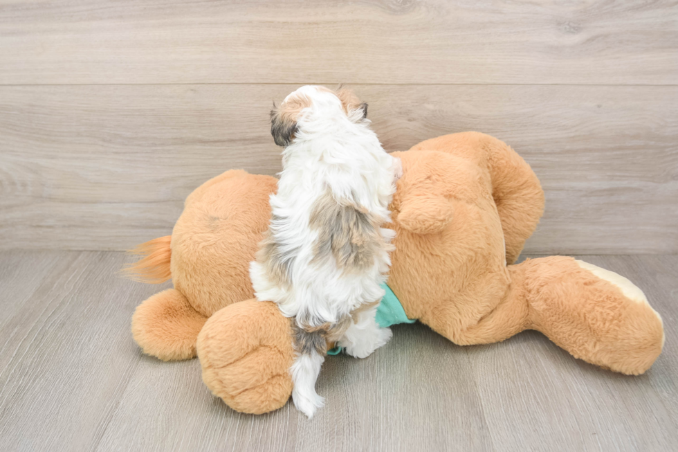 Havanese Pup Being Cute